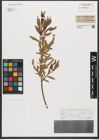 Foto von Salix triandra L. x Salix viminalis L.